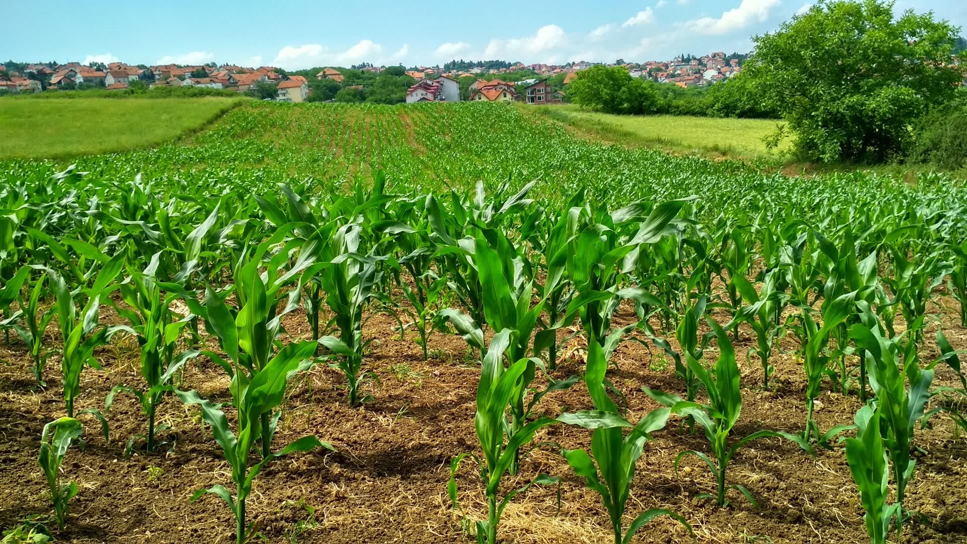 Agricultural landscape