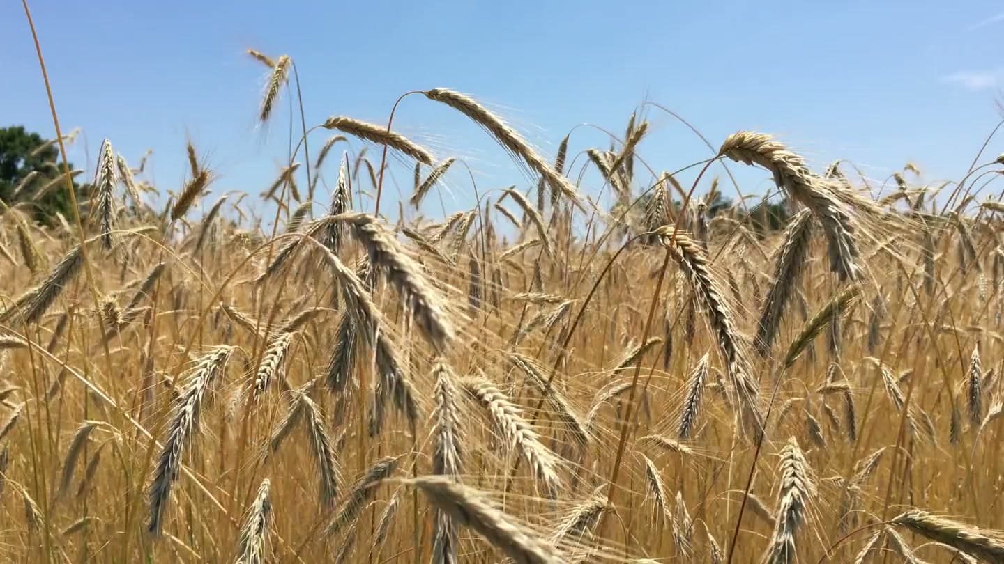 Agri Experience